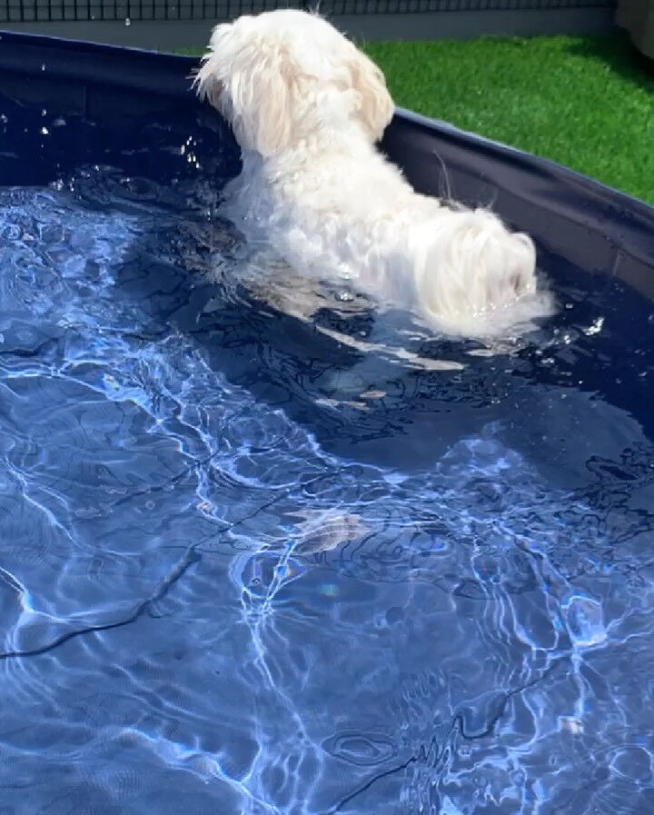 🐶🏖️
