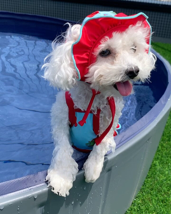 🐶🏖️