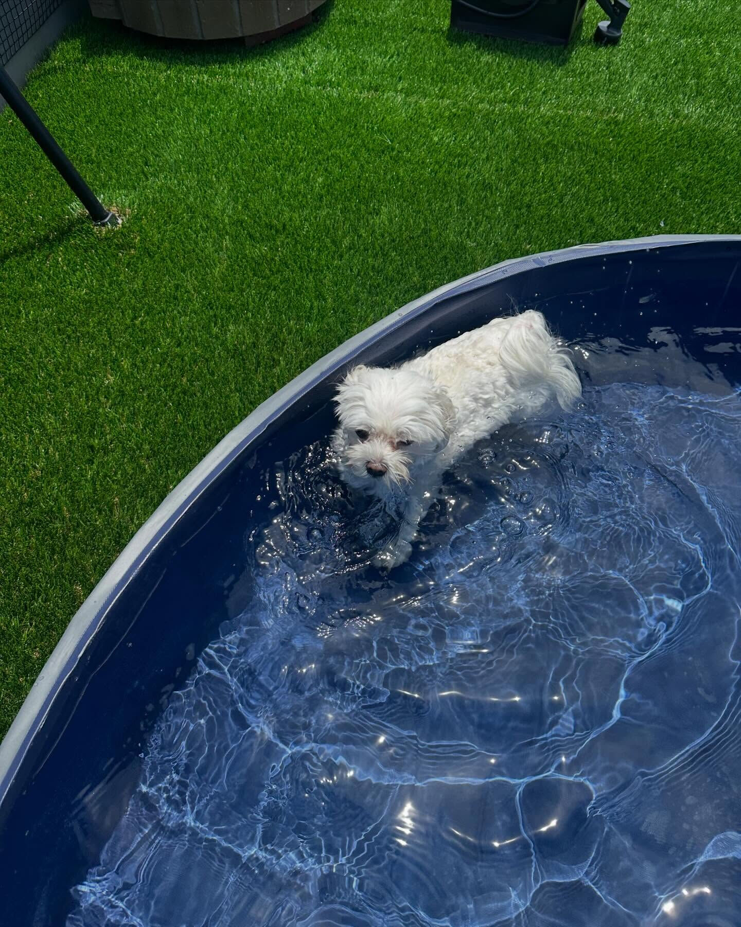 🐶🏖️