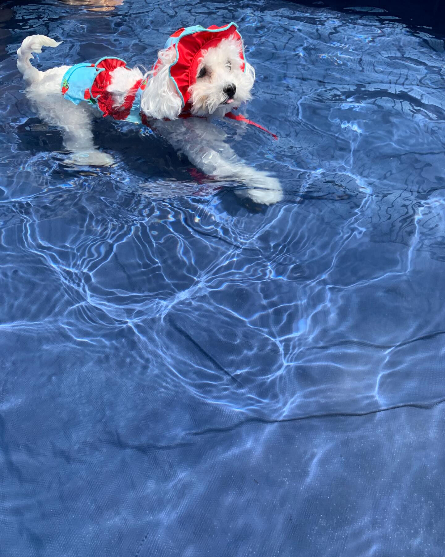 🐶🏖️