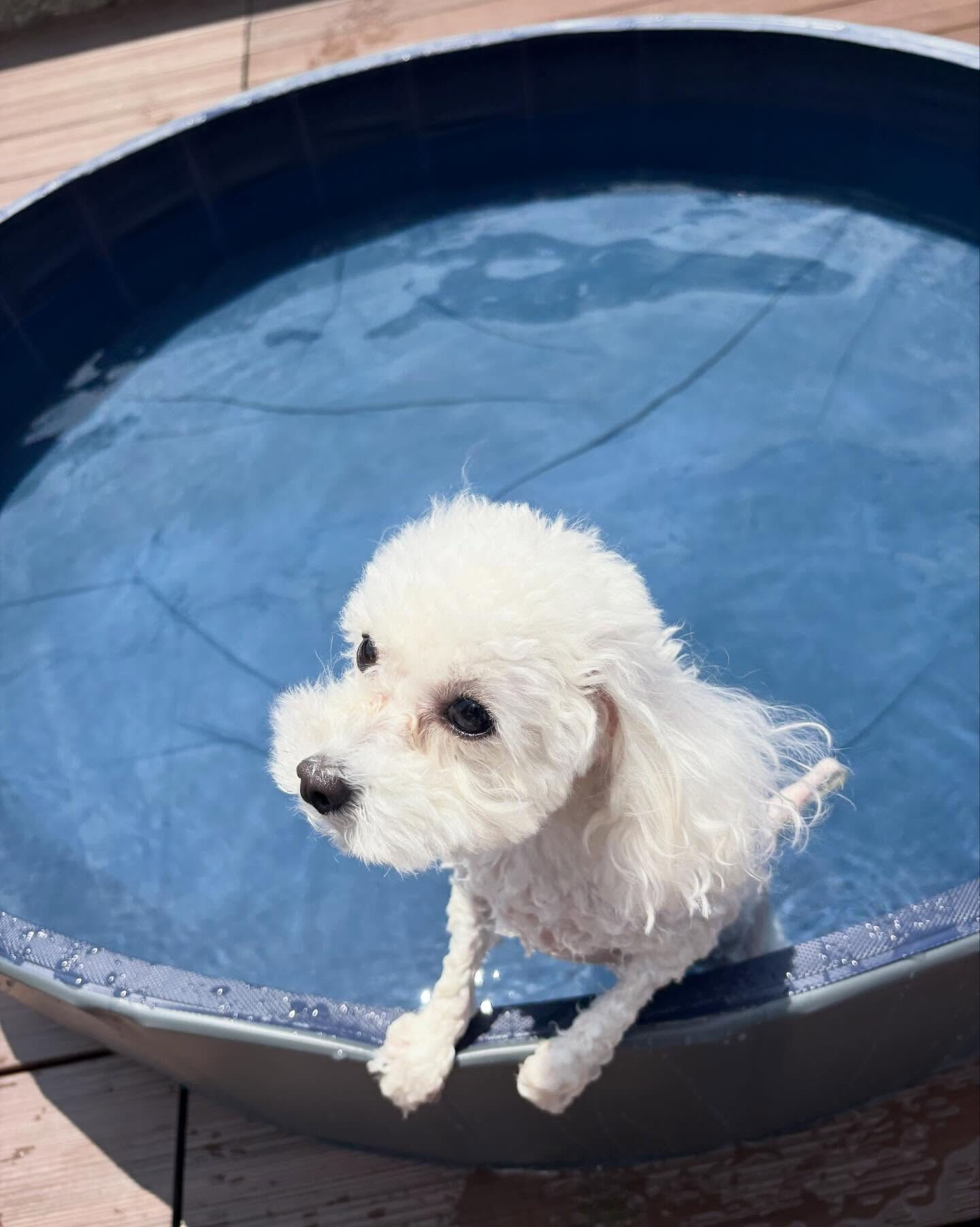 🐶🏖️