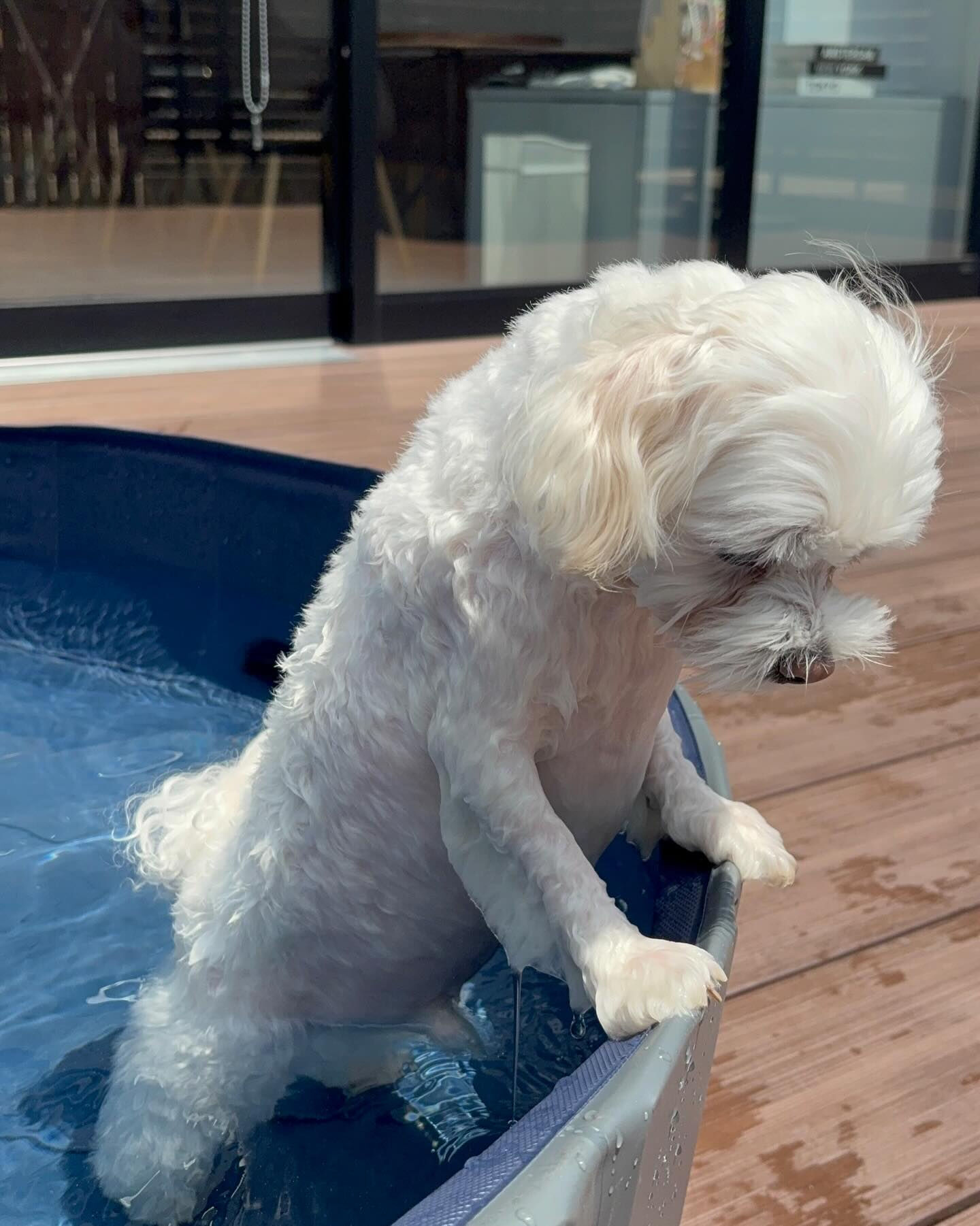 🐶🏖️