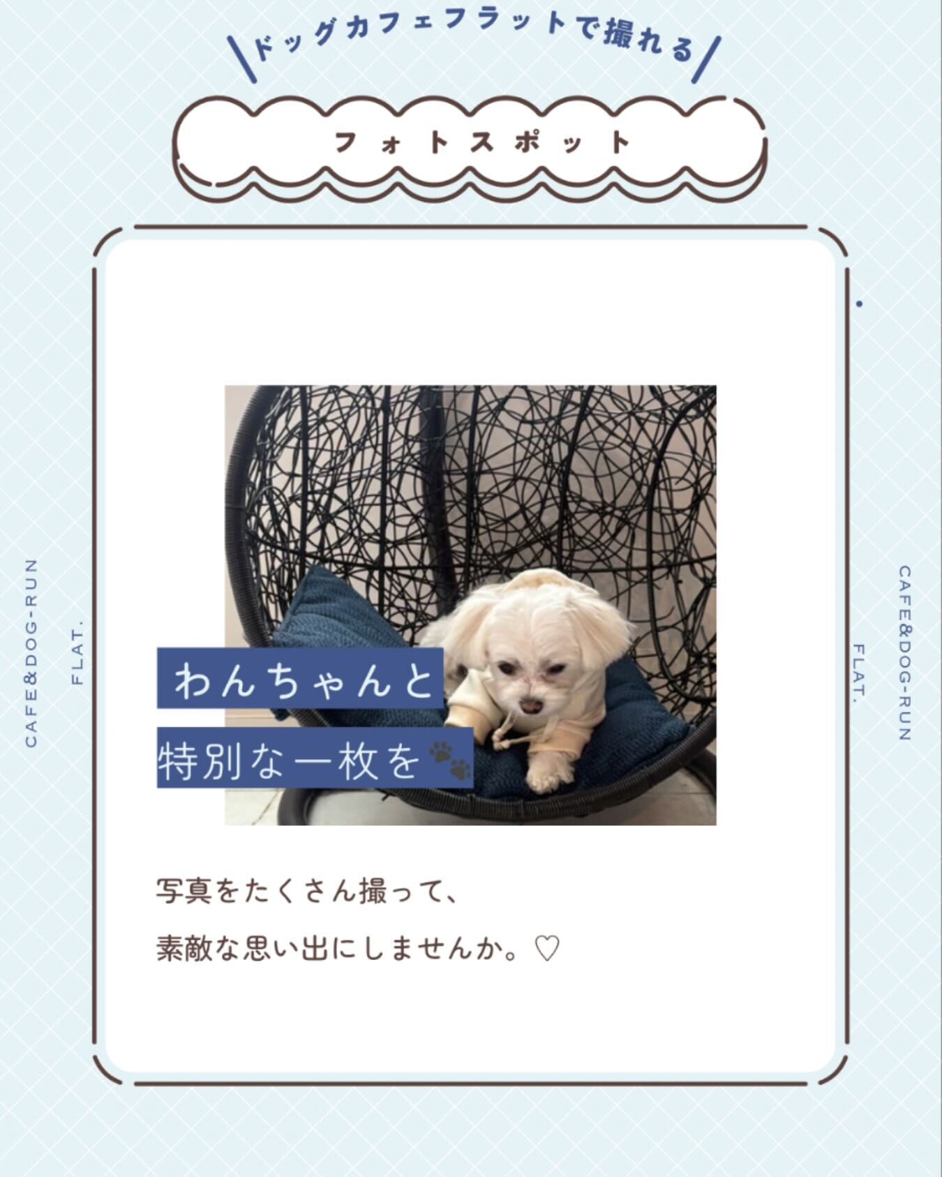 フォトスポットにちょこんと乗るだけで、愛犬の可愛い姿をより魅