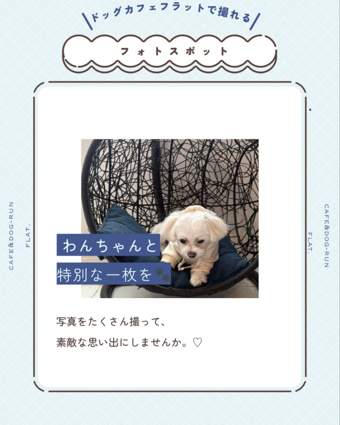 フォトスポットにちょこんと乗るだけで、愛犬の可愛い姿をより魅